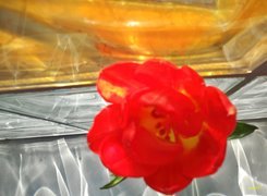 Kwiat, Tulipan, Szklane, Kafelki