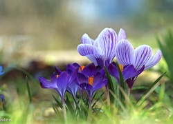 Fioletowe, Krokusy, Wiosna, Kwiaty