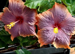 Kwiaty, Hibiskus