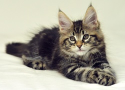 Kotek, Maine Coon