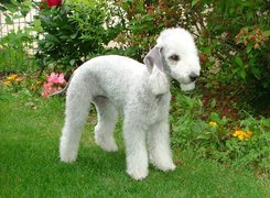 Bedlington Terrier