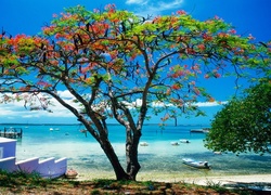 Morze, Plaża, Kwitnące, Drzewo, Karaiby