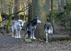 Wilki, Las, Drzewa, Jesień