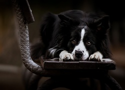 Smutny, Border, Collie, Ławka
