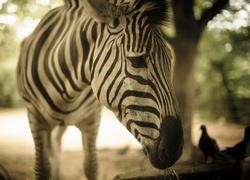 Zebra, Rozmycie