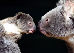 Misie, Koala