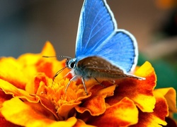 Niebieski, Motyl, Modraszek ikar, Kwiat, Cynia