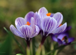 Fioletowe, Krokusy, Kwiaty, Wiosna