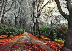 Droga, Jesień, Liście, Drzewa