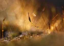 Mech, Źdźbła, Makro, Bokeh