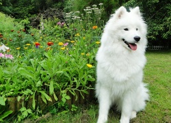 Samojed, Ogród