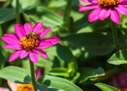 Pszczoła, Kwiaty, Liście