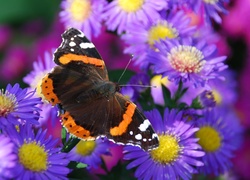 Fioletowe ,Kwiaty, Motyl