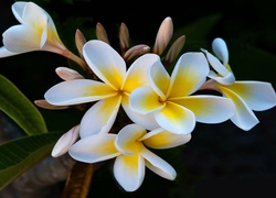 Kwiaty, Plumeria, Listki