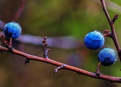 Jagody, Gałązki, Krople, Rosa