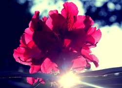 Różowy, Kwiatek, Promienie, Słońca