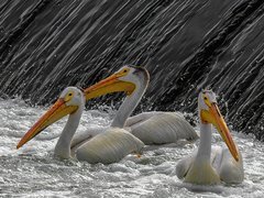 Trzy, Pelikany, Spływająca, Spieniona, woda