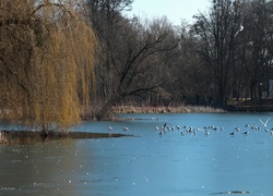 Park, Zamarznięte, Jezioro, Drzewa, Mewy