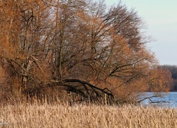 Jezioro, Drzewa, Trawy