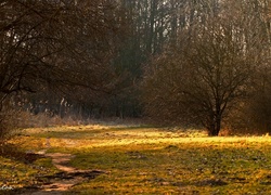 Dróżka, Ścieżka, Drzewa, Trawa, Przedwiośnie