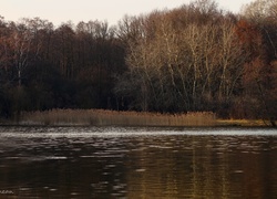 Jezioro, Drzewa, Przedwiośnie