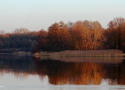 Jezioro, Drzewa, Przedwiośnie