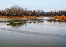 Jezioro, Tatarak, Drzewa