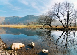 Rzeka, Kamienie, Las