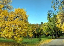 Jesień, Park, Alejka