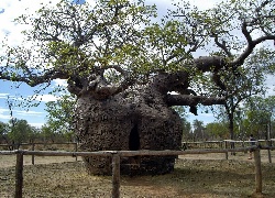Potężny, Baobab