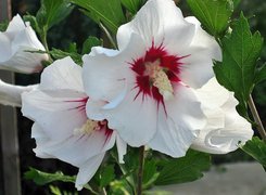 Biały, Hibiskus, Zbliżenie