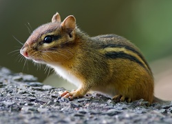 Chipmunk, Wiewiórka, Ziemna, Skała