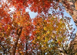Jesień, Korony, Drzew, Skały, Park, Narodowy, Utah