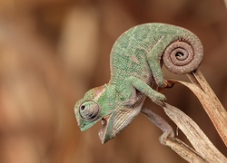 Kameleon