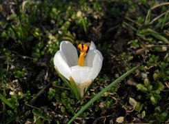 Biały, Krokus, Zielone, Roślinki