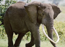 Słoń, Trawy