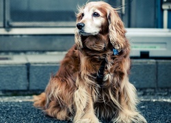 Cocker Spaniel, Pies, Ulica