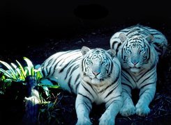 Tygrysy