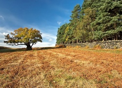 Las, Pole, Dąb, Bradgate, Park, Leicestershire