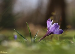 Fioletowy, Krokus, Kwiat, Wiosna