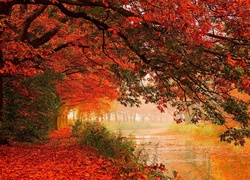 Rzeka, Drzewa, Kolorowe, Liście, Jesień