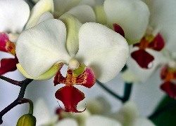 Biało, Czerwona, Orchidea