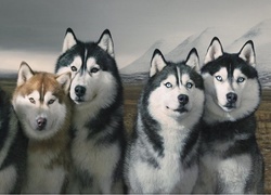 Husky, Syberyjskie