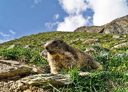 Łąka, Alpejska, Świstak, Głazy, Obłoki