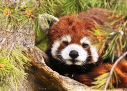 Czerwona, Panda, Pandka ruda
