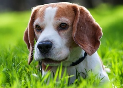 Beagle, Obroża, Trawa