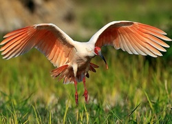 Lato, Łąka, Ibis, Rozmycie