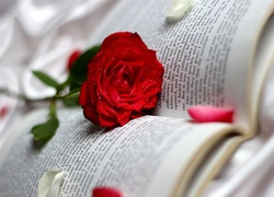 Róża, Książka, Płatki