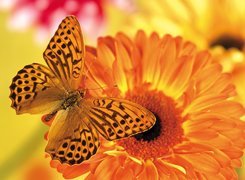 Motyl, Pomarańczowa, Gerbera