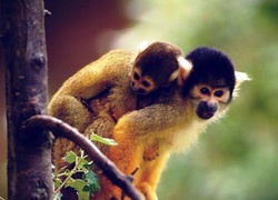 Dwie, Małpki, Squirrel Monkey, Drzewo